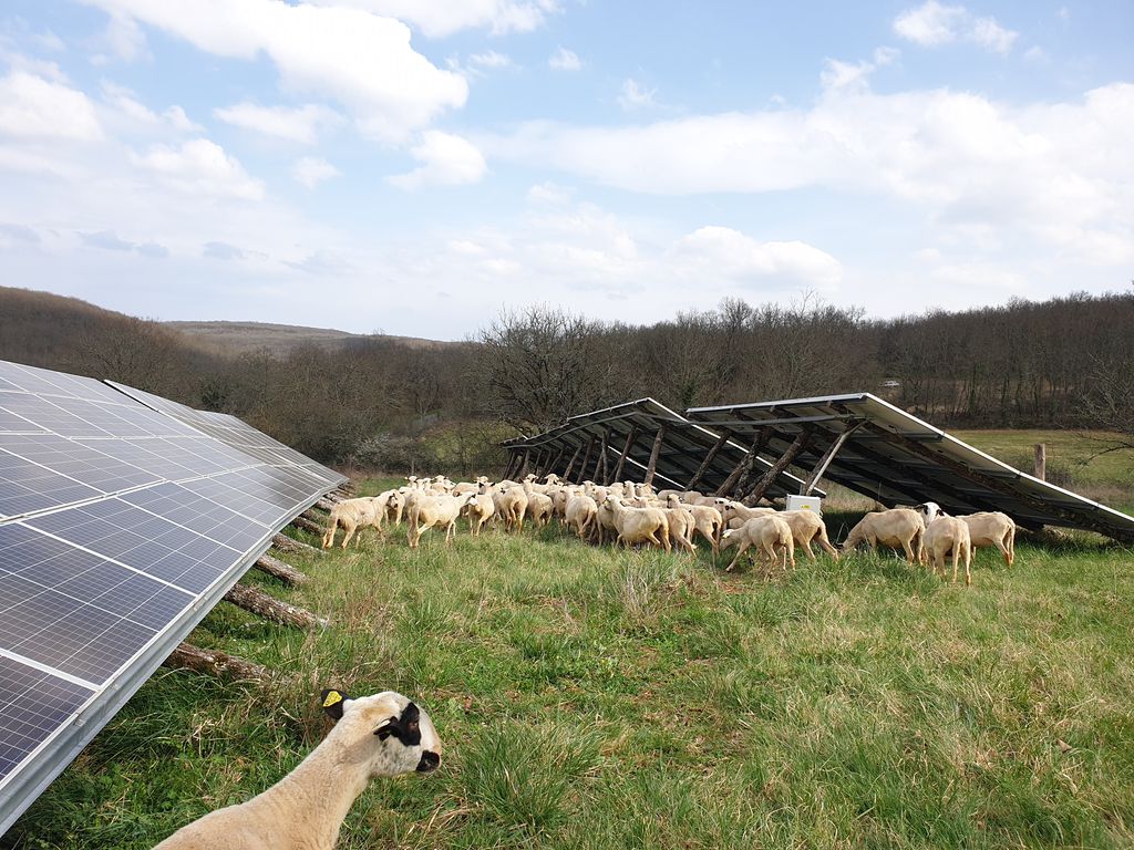 @ 220321_CW_carayac_arrivéetranshumance_3 compr CREDIT PHOTO CELEWATT